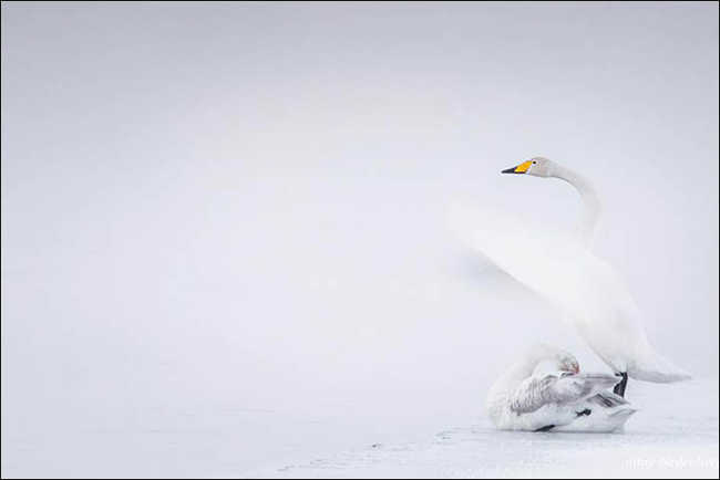 Những bức ảnh đẹp mê mẩn này được chụp bởi nhiếp ảnh gia người Nga, Alexey (46 tuổi). Ông là nhiếp ảnh gia nổi tiếng với rất nhiều bức ảnh động vật hoang dã vô cùng ấn tượng.
