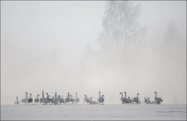 Ngày nay, số lượng thiên nga ở hồ Svetloe đã lên tới 350 con, và con số này sẽ còn tăng dần qua mỗi năm.
