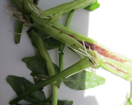 3 loại rau bổ nhưng bẩn và độc nhất chợ - 2