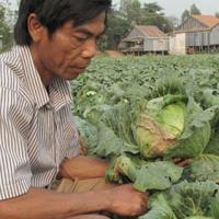 Thị trường - Tiêu dùng - Bắp cải giá 500 đồng/kg vẫn ế