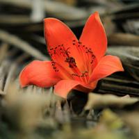 Du lịch - Hoa gạo rực rỡ 'gọi' hè về