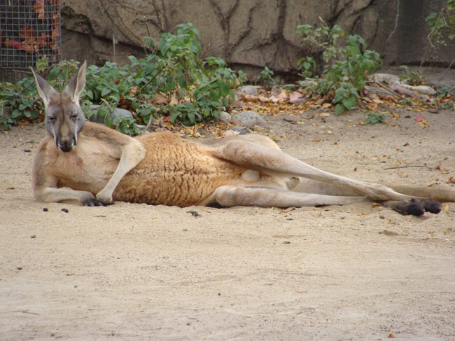 Спаривание кенгуру. Лежачий кенгуру. Кенгуру лежит.