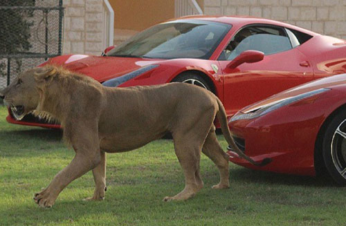 Người đàn ông sở hữu nhiều siêu xe và sư tử