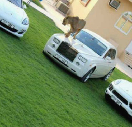Người đàn ông sở hữu nhiều siêu xe và sư tử