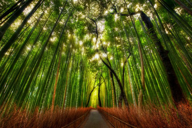 Rừng tre Arashiyama ở Kyoto (Nhật Bản). Tre là loài cây khá phổ biến ở châu Á, thậm chí nó còn mang nhiều ý nghĩa tượng trưng. Ở Trung Quốc cây tre tượng trưng cho tuổi thọ, ở Ấn Độ thì tượng trưng cho tình bạn. Còn ở Nhật người ta tin rằng cây tre có thể chống lại cái ác. 
