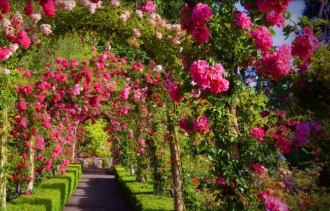 Du khách có thể ghé thăm khu vườn vào bất kỳ thời gian nào trong năm. Mùa hè bạn sẽ được chiêm ngưỡng những đóa hồng rực rỡ, mùa thu là thời điểm khoe sắc của khu vườn Nhật Bản, mùa đông khu vườn chìm trong không gian bí ẩn, còn mùa xuân lại đánh dấu sự tái sinh của vạn vật. 
