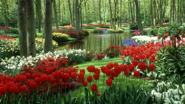 Vườn hoa Keukenhof thuộc đô thị Lisse, là khu vườn quyến rũ với vẻ đẹp kiêu sa, rạng rỡ của muôn ngàn sắc hoa. 
