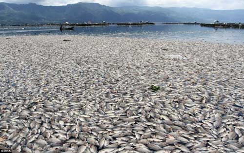 Cá chết bí ẩn trên hồ núi lửa ở Indonesia - 1