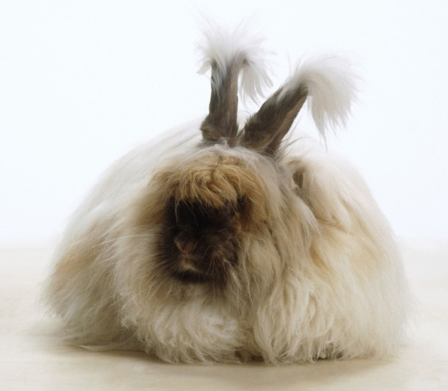 Chú thỏ Angola siêu đáng yêu với bộ lông “xù” nhất thế giới.




