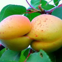 Cười 24h - Thà nghĩ "tầm thường" còn hơn "tầm bậy"