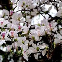 Du lịch - Tam Đường "dịu dàng" mùa hoa ban nở