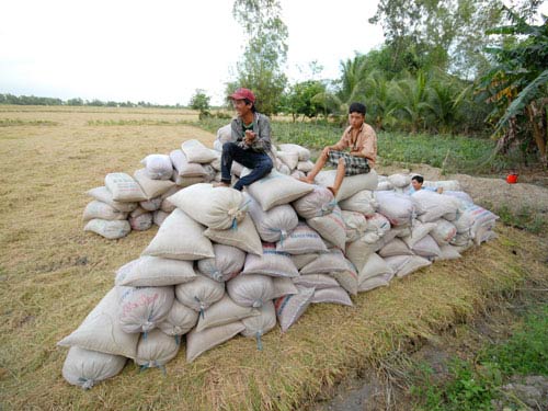 Tạm trữ lúa gạo: Người dân không được bảo vệ - 1