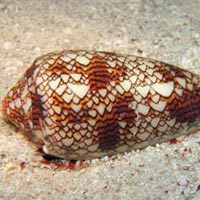 Sức khỏe đời sống - Bào chế thuốc giảm đau từ nọc ốc nón