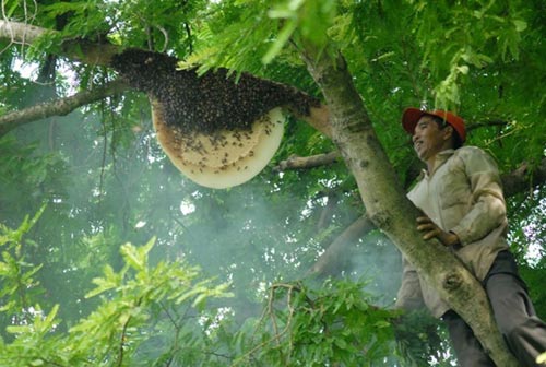 Dân miền Tây săn ong rừng thu trăm triệu - 1
