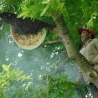 Thị trường - Tiêu dùng - Dân miền Tây săn ong rừng thu trăm triệu