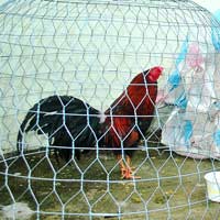 Tin tức trong ngày - Công an viên mất việc vì... con “gà độ”