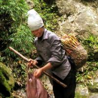 Ẩm thực - Mùa măng rừng xứ Lạng