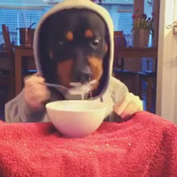 Cười 24h - Clip cún cầm thìa ăn cơm, ngồi xem TV