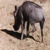 Cười 24h - Video clip: Khi thế giới động vật... say