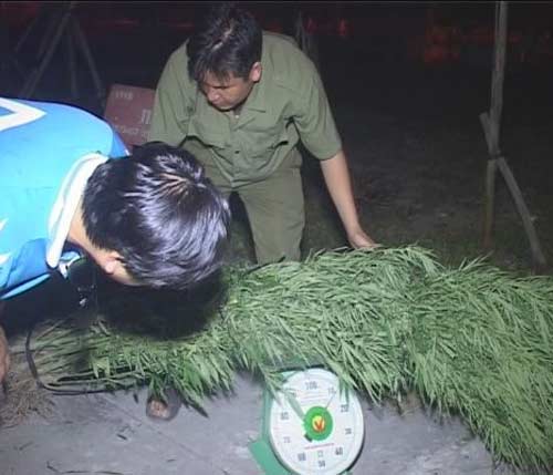 Bắt đối tượng trồng cần sa... để nuôi gia súc - 1