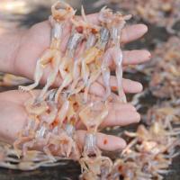 Thị trường - Tiêu dùng - "Vũ nữ chân dài" mang lại bạc triệu mỗi ngày