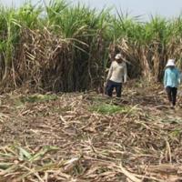 Thị trường - Tiêu dùng - Vụ mía “đắng” ở Long An