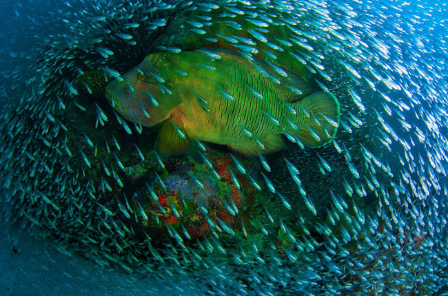 Great Barrier Reef là vùng biển tốt nhất dành cho những ai mới bắt đầu lặn hay thậm chí cả những thợ lặn chuyên nghiệp. 
