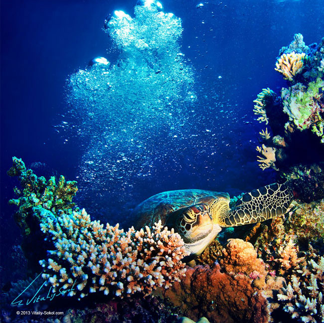 2. Biển Đỏ được biết đến là một trong những nơi lặn biển phổ biến nhất ở Ai Cập. 
