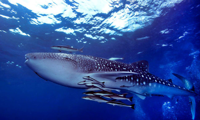 Thời điểm từ tháng Sáu đến tháng Chín là lúc thích hợp nhất để bạn có thể chiêm ngưỡng cá voi và cá mập.
