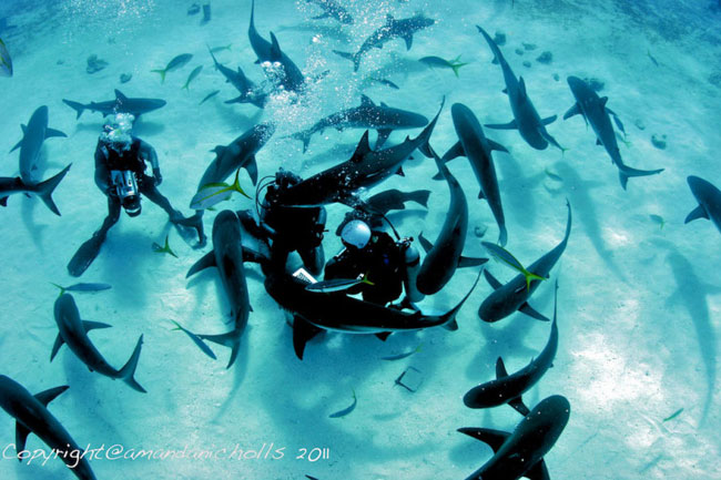 6. Vùng biển Caribean (Bahamas) là điểm lặn biển vô cùng thú vị. 
