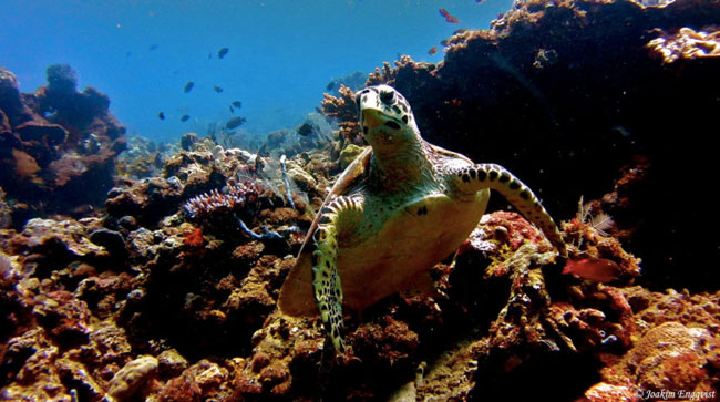 Tại đây, du khách sẽ được thỏa sức chiêm ngưỡng những rạn san hô, bọt biển, rùa và nhiều loài cá khác dưới làn nước trong xanh.  

