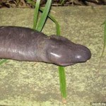 Thơ "Cá tháng 4": Phát hiện loài rắn lạ