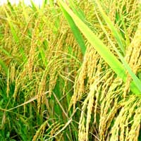 Thị trường - Tiêu dùng - Tiến tới trồng lúa theo đặt hàng của doanh nghiệp