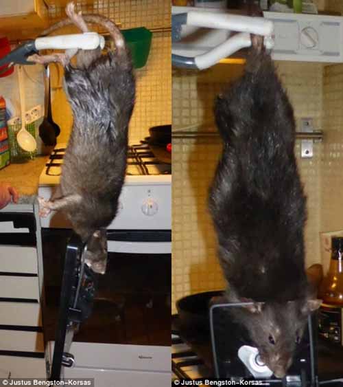 Chuột "quái vật" dài gần nửa mét - 1
