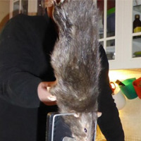 Chuột “quái vật“ dài gần nửa mét