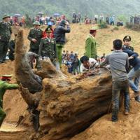 Tin tức trong ngày - Gốc sưa “khủng” được định giá 17 tỷ đồng