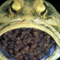 Kỳ lạ loài cá đực "ấp" trứng trong miệng