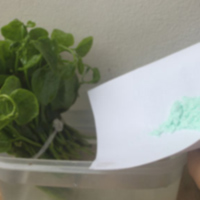 Sức khỏe đời sống - Hãi hùng mồng tơi dài 10cm chỉ sau 5 giờ