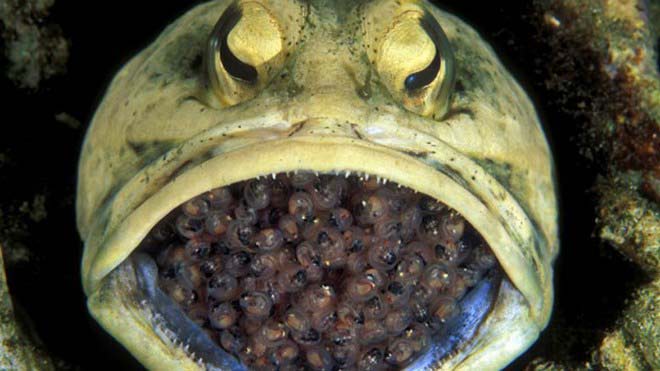 Kỳ lạ loài cá đực "ấp" trứng trong miệng - 1