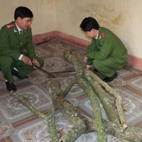 Pháp luật - Cả gan thuê người khuyết tật đi trộm gỗ Sưa