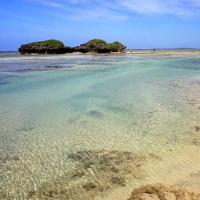 Du lịch - Những "ngôi sao nhỏ" trên bãi biển ở Nhật Bản