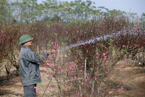 Ngắm đào Nhật Tân bung nở trong nắng đông - 3