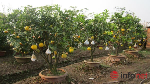 Độc đáo vườn cây 9 loại quả bạc tỷ của lão nông Hà Nội - 1