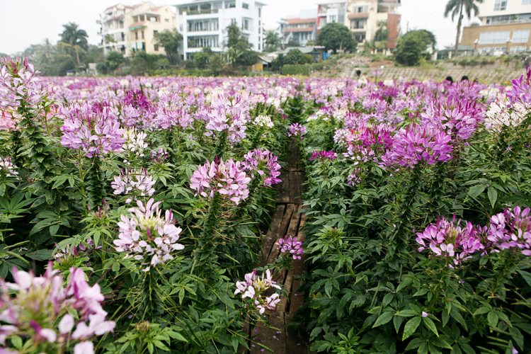 Hoa cánh bướm, hoa túy điệp đang tạo nên cảnh sắc tuyệt đẹp ở thung lũng hoa bên Hồ Tây - địa điểm chụp hình mới của giới trẻ trong mùa đông năm nay.


