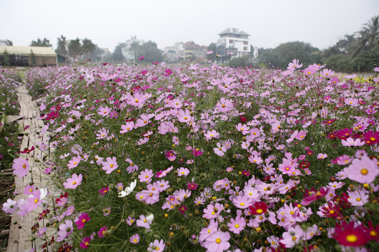 Những bông hoa cánh bướm khoe sắc trong gió đông
