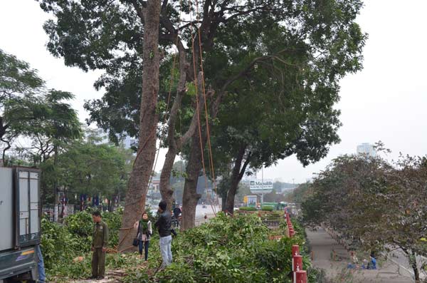 HN: Chặt hạ hàng loạt cây xanh trước cổng ĐH Giao thông Vận tải - 1