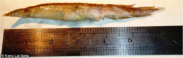 Hy hữu cá sống dài 16cm mắc kẹt trong cổ họng - 1