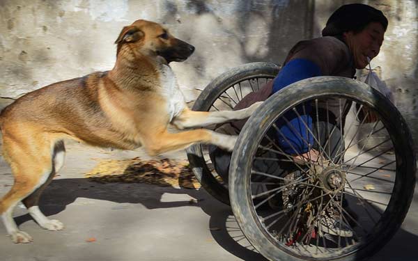 Ảnh đẹp: Chó trung thành đẩy xe lăn cho chủ khuyết tật - 1