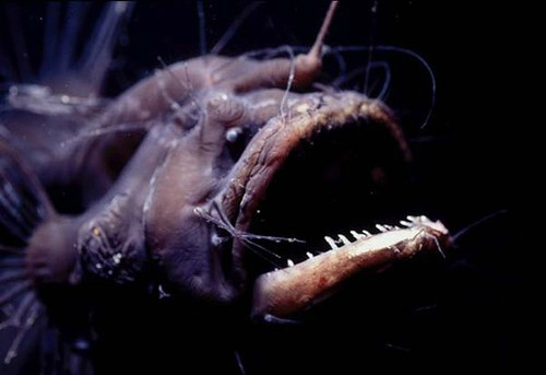 Loài cá quỷ Anglerfish chết sau khi “mây mưa” cùng bạn tình - 1