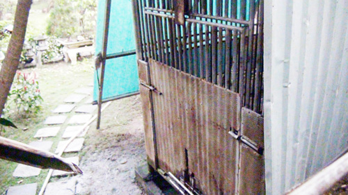 Bé bị gấu cắn: Giành mạng sống từ miệng thú dữ - 2